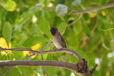 Bird perching on a branch