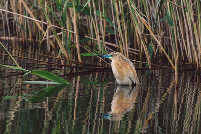 Bird perching on a lake