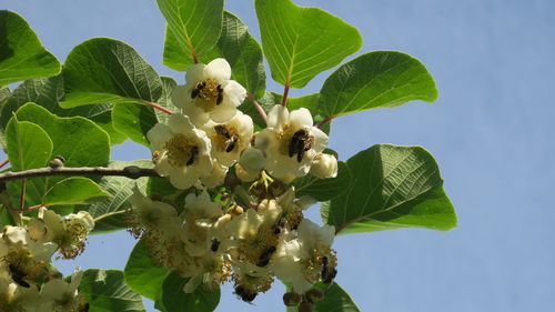 Low angle view of flowering plant against sky