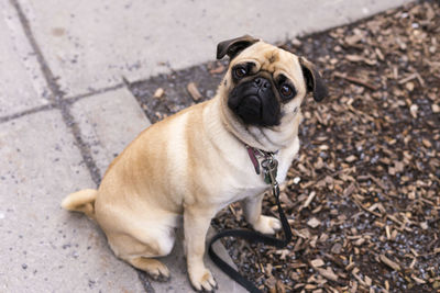 Portrait of a dog