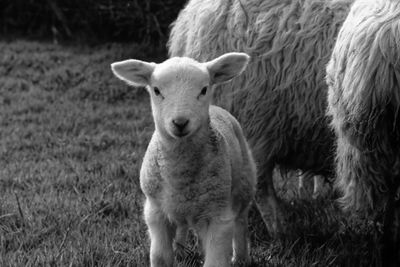 Portrait of sheep standing in field