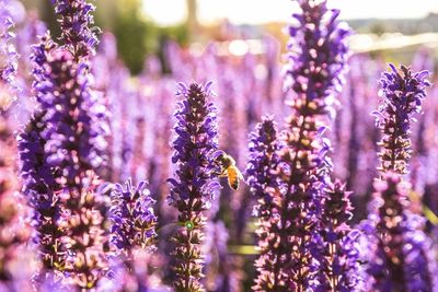 Close-up of lavender blooming outdoors