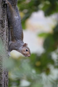 Close-up of squirrel on tree