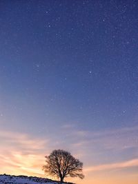 Low angle view of bare tree against star field