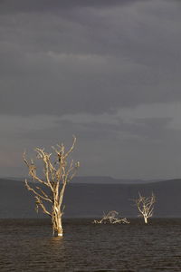 Bare tree by sea against sky