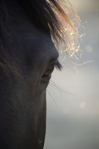 Close-up of a horse looking away