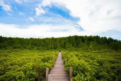 Footpath amidst trees in forest against sky