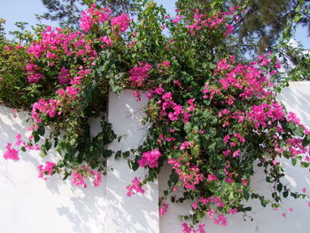 Pink flowers blooming outdoors