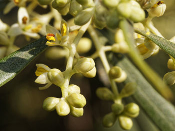 Close-up of plant