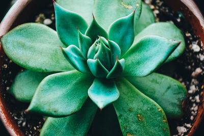 Close-up of succulent plant