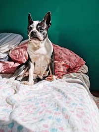 Portrait of dog sitting on bed at home