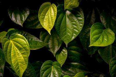 Close-up of leaves