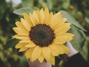 Close-up of sunflower