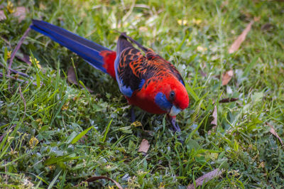 Close-up of bird perching on field