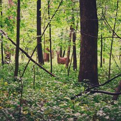 Trees in forest