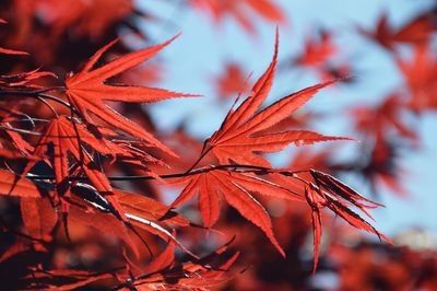 Close-up of maple leaves on tree