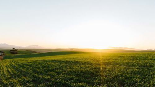 Scenic view of field against clear sky