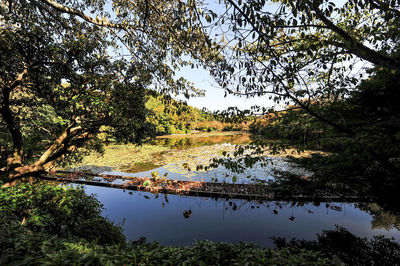 Scenic view of lake in forest against sky