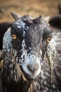 Close-up of goat