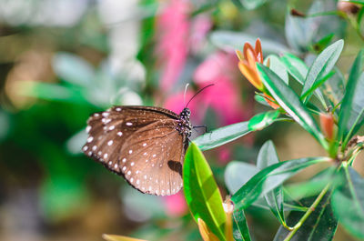 Close-up of butterfly pollinating flower