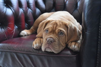 Close-up of a french mastiff puppy dog lying on chesterfield sofa