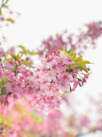 Low angle view of pink cherry blossoms blooming on tree