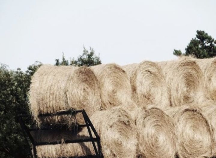 agriculture, plant, rural scene, landscape, tree, hay, farm, bale, nature, land, wood - material, no people, sky, field, harvesting, day, outdoors, scenics - nature, non-urban scene, stack