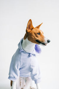 Dog looking away against white background