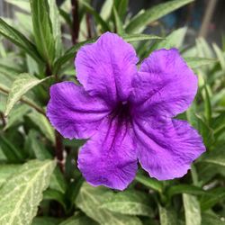 Close-up of purple flower blooming outdoors