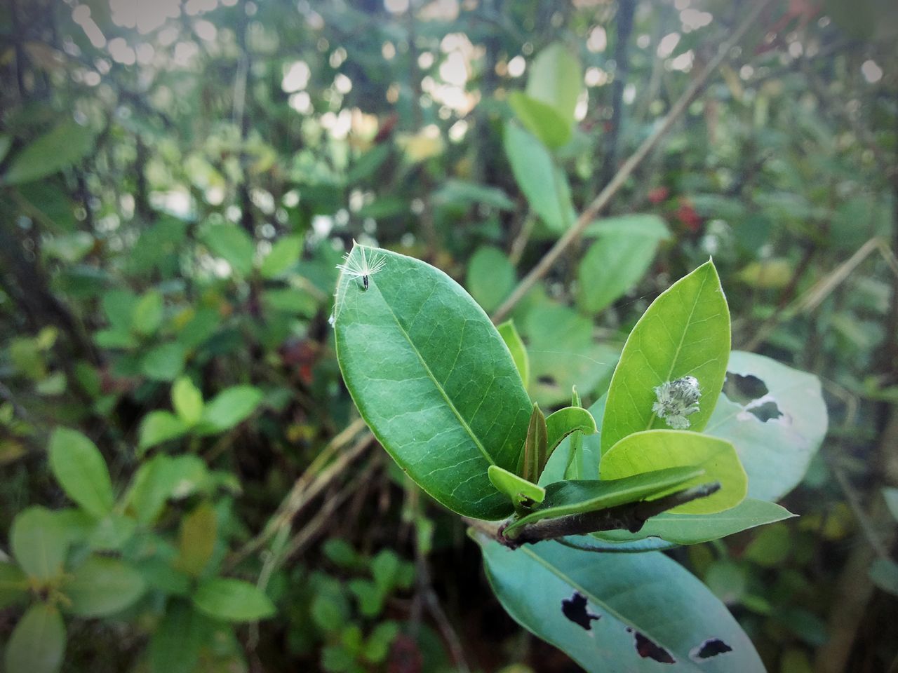 leaf, focus on foreground, green color, growth, close-up, plant, nature, beauty in nature, selective focus, day, outdoors, branch, no people, sunlight, green, stem, freshness, leaf vein, growing, new life