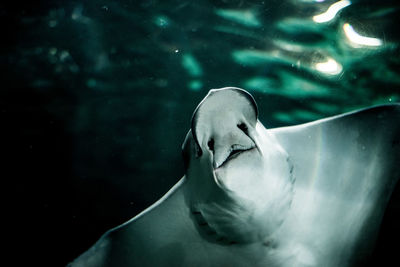 Close-up of stingray swimming in sea