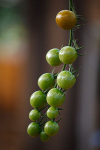 Close-up of tomatoes growing outdoors