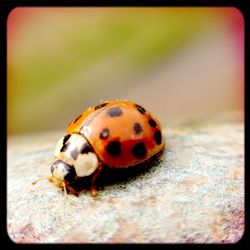 Close-up of ladybug on wall