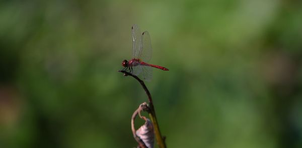 Close-up of dragonfly on plant