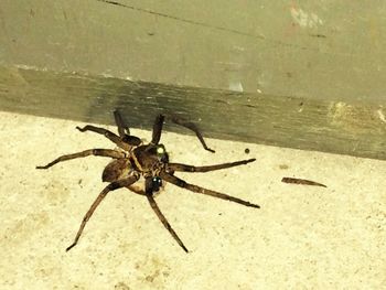 Close-up of spider