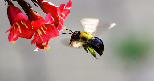 Close-up of bee on flower