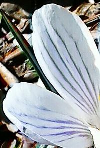 Close up of white flower