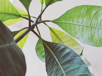 Low angle view of tree