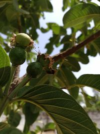 Low angle view of fruits on tree