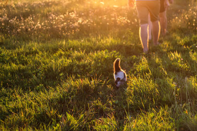 Rear view of cropped people and cat with raised tail running in green meadow with sunset 