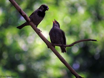 Bird perching on branch