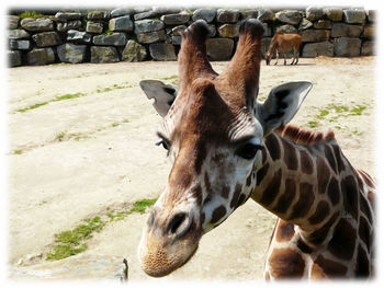 Close-up of giraffe in zoo