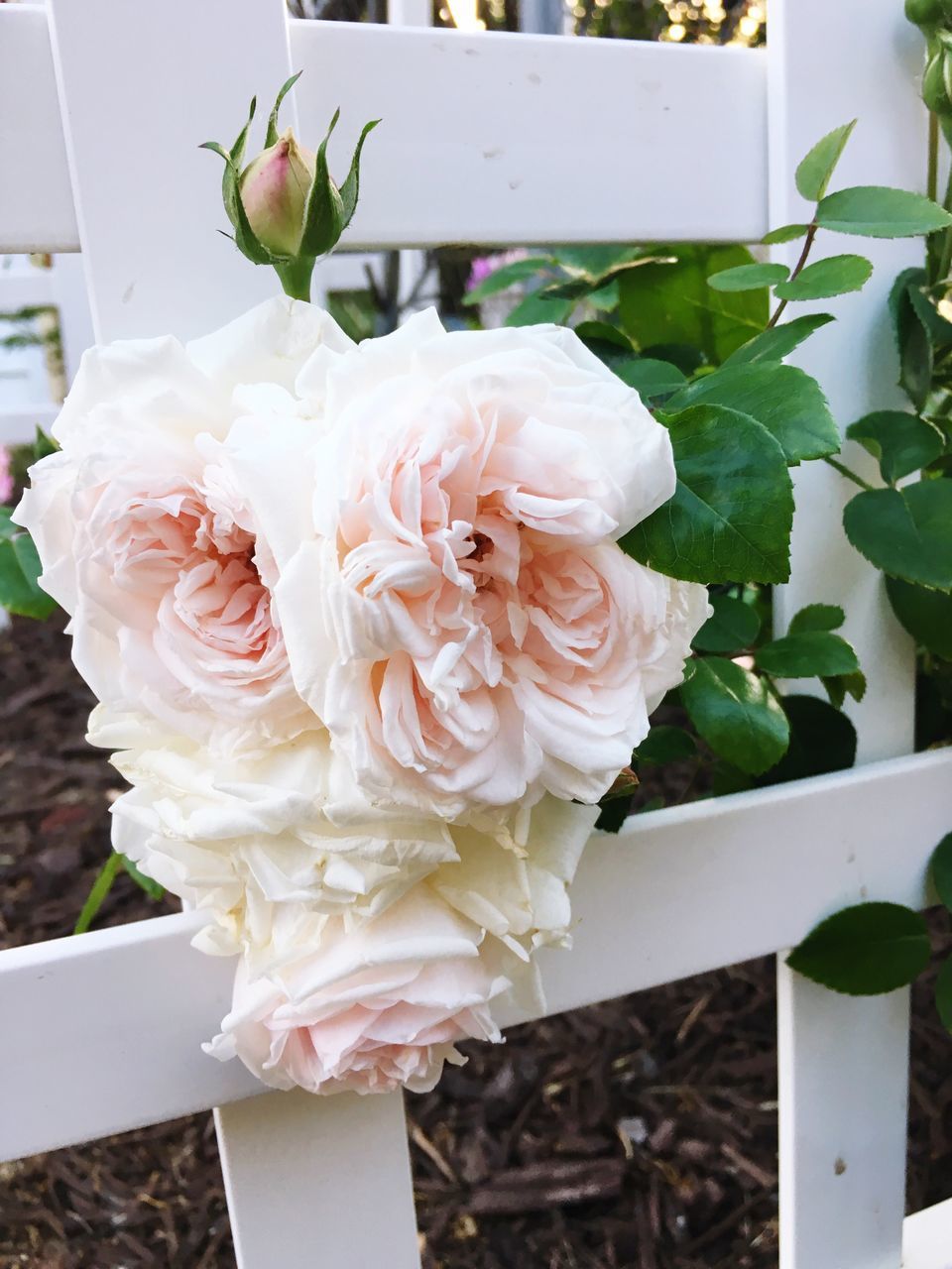 flower, freshness, petal, fragility, flower head, rose - flower, beauty in nature, close-up, growth, indoors, white color, blooming, vase, nature, rose, plant, focus on foreground, bouquet, bunch of flowers, pink color