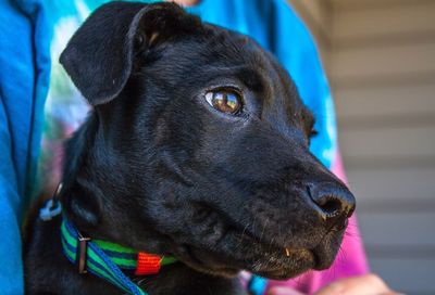 Close-up portrait of black dog