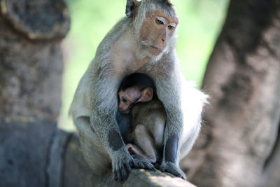 Monkeys in a monkey