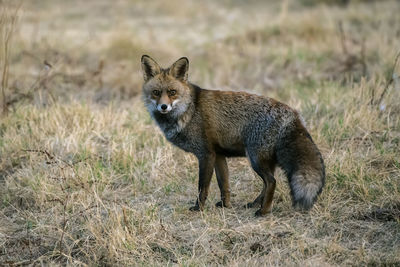 Portrait of fox on grassy field