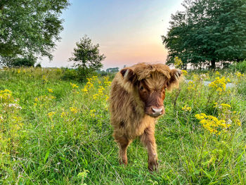 Cow standing on grassy field