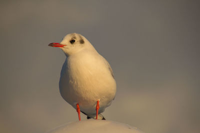 Close-up of bird perching outdoors