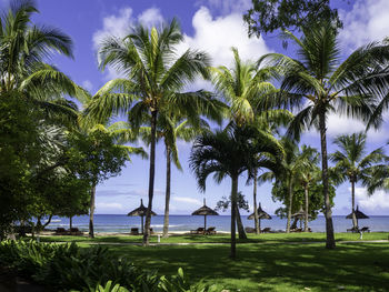 Palm trees on beach against sky