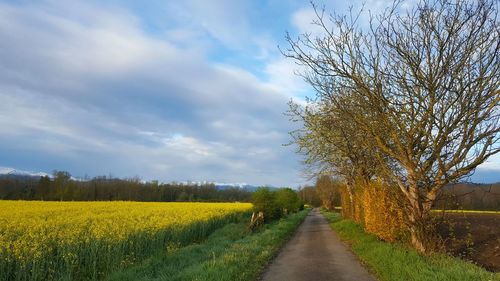 Scenic view of field against sky